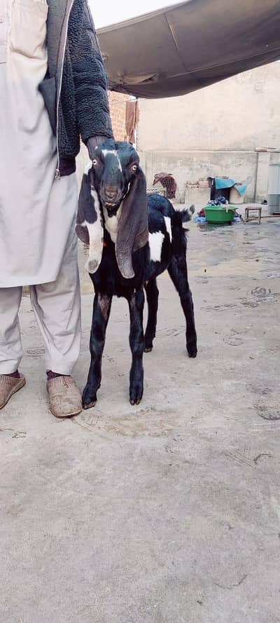 nasal pure amber sari beter