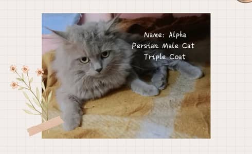 Gift your Ammi Pair of Cats, Contact 0312,6878,904