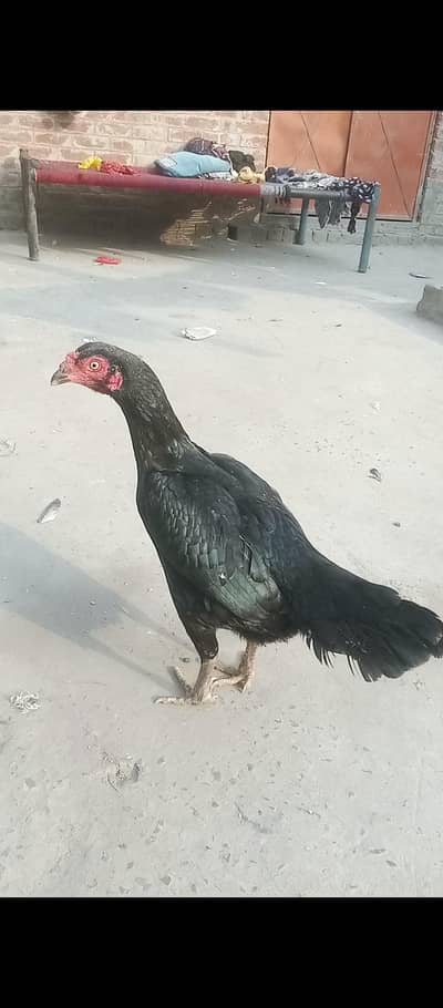 aseel mushki 03106295848