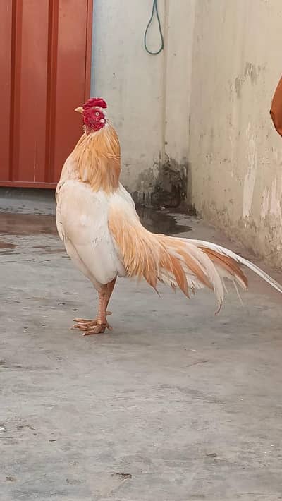 Mianwali aseel long tail