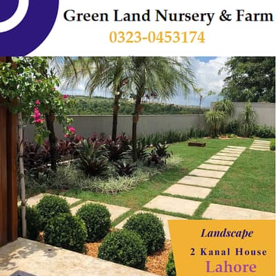 Natural Korean Grass | Natural Grass | Fine Dhaka Grass | Land scaping
