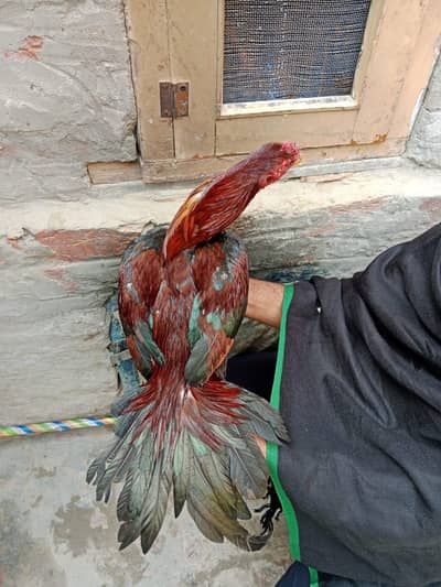 Aseel Mianwali patha 11 month