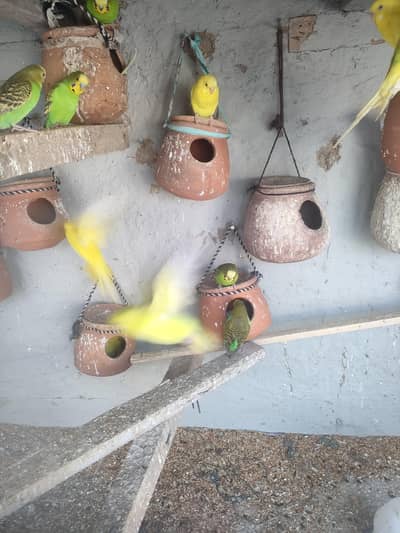 eggs ki gerenty 1 month me