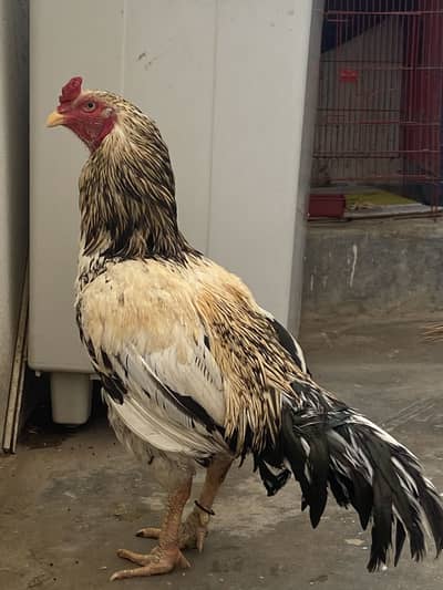 Aseel murga pure mianwali