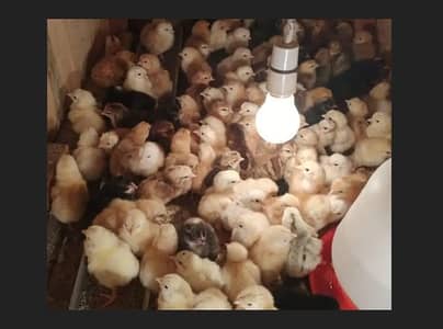 murgii /hens/ chicken/ chick/ hen/. desii murgi. golden murgi