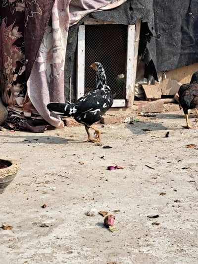 aseel beautiful bread