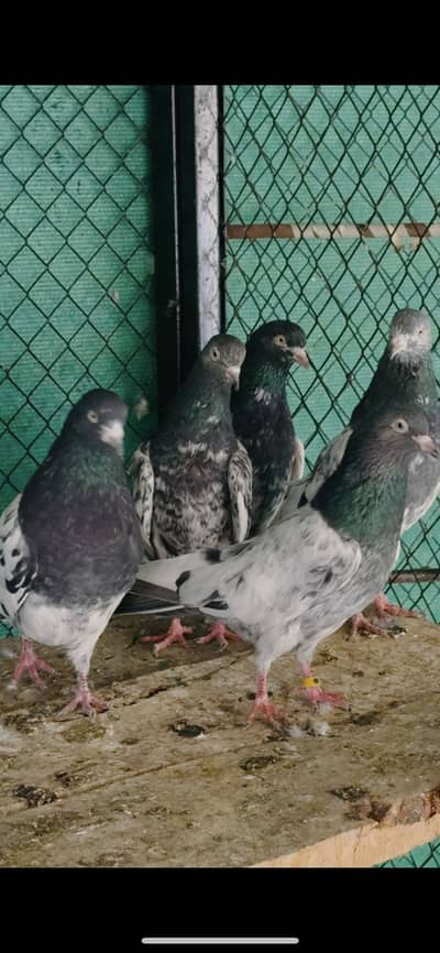 Highflyer pigeons kabootar