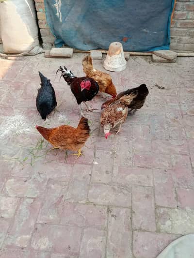 Anday wali murgiyan | Pack of 5 Hens only Hen not Aseel Roster