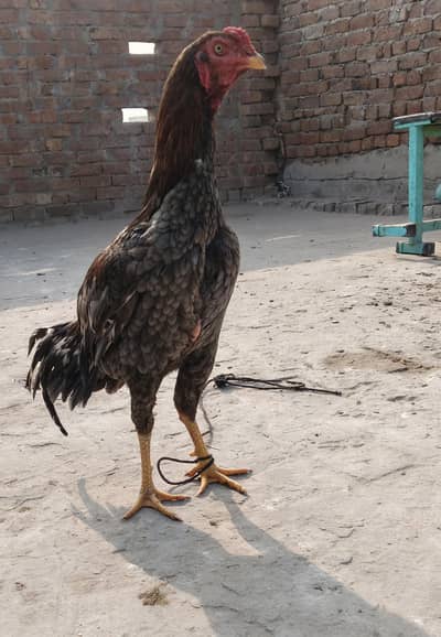 aseel dragon | amroha | mianwali