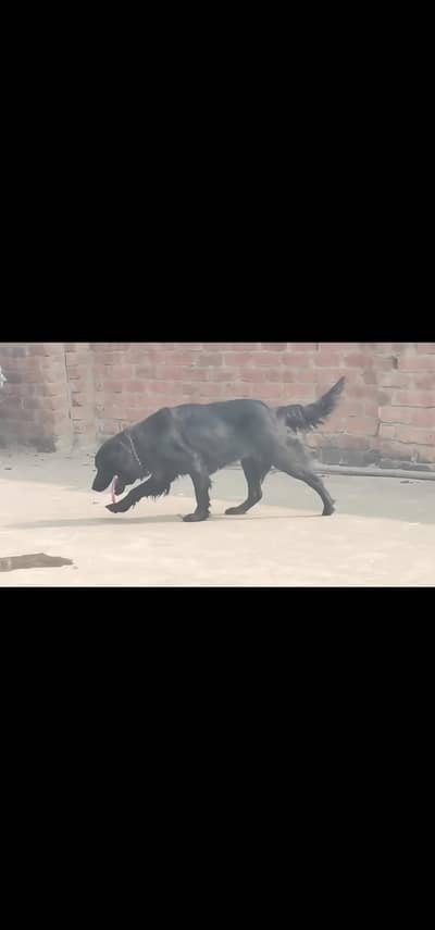 Black golden retriever female