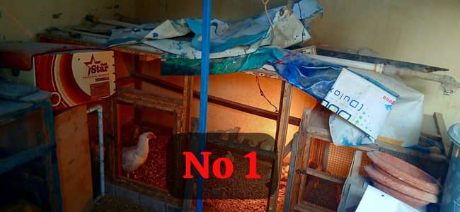 Wooden Cage different size total 5 cage