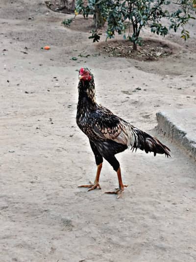 Aseel Murga for sale