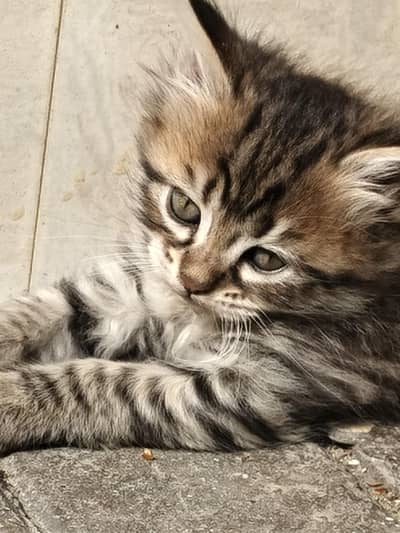 female Persian cat  and male  only 1 prince 5k