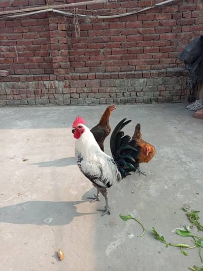 Healthy and Active hens