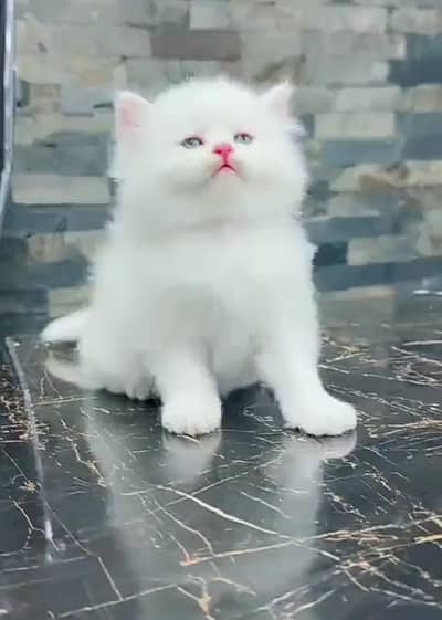Persian cat kitten for sale my WhatsApp 03472175246
