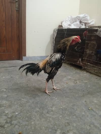 Aseel males and 1 female