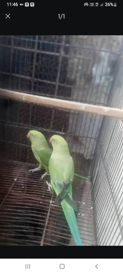 Parrots for sale