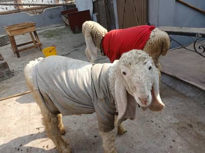 kajla male & female  pair for sale in lahore age 3 months