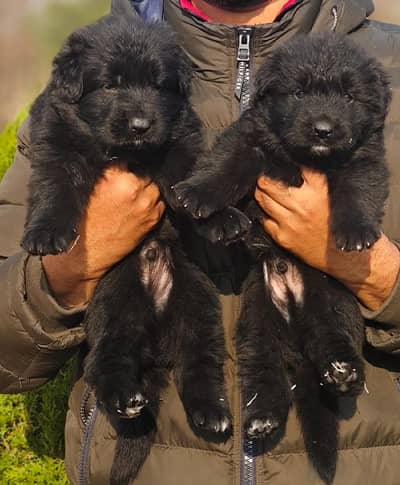 German Shepherd |long coat | black Shepherd |puppies pair | Gsd dog