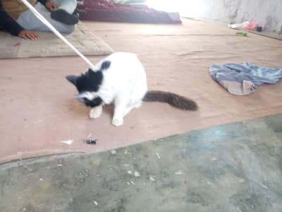 beautiful cat Urgent sale