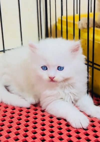 Persian cat kitten for sale my WhatsApp 03472175246