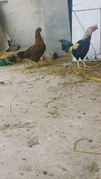 home breed desi murgi kruk wali