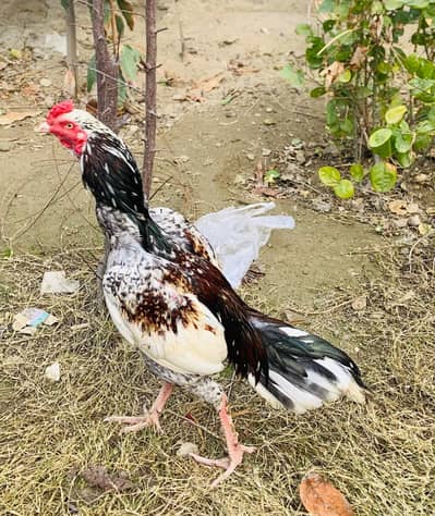 Please sarif shoqian Bhai rabata karai time pass wala nahi