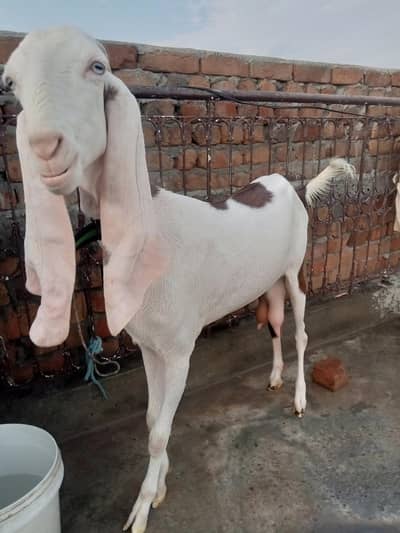 breeder rajanpuri cross male