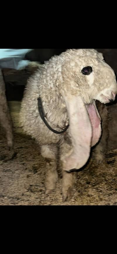 Pure kajli | Gaban | Sheep | Goat | Bakera | Chatra | Kheera bacha