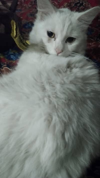 Beautiful Female Cat for Sale