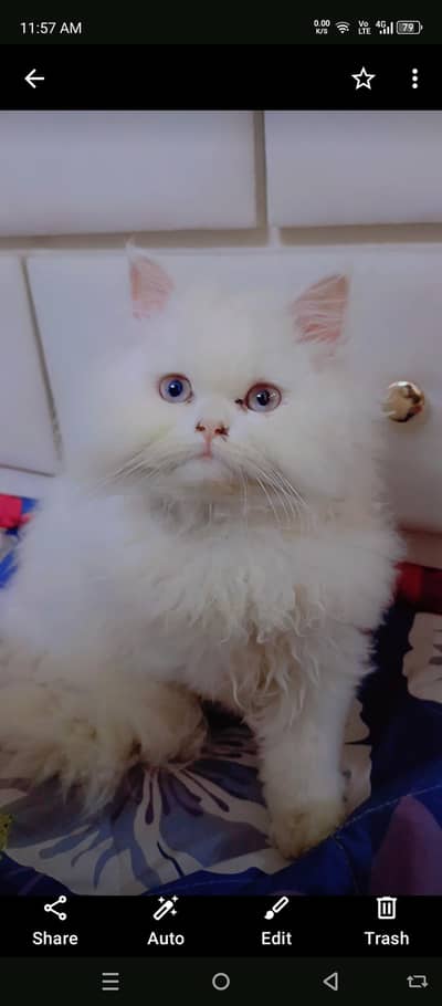 Persian cat for sale