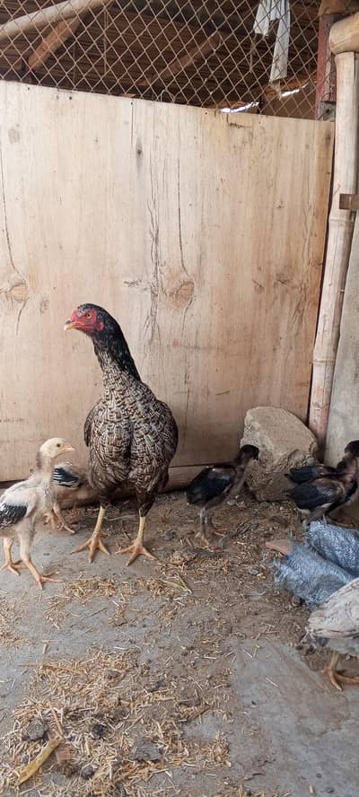 aseel hen aseel Thai chick