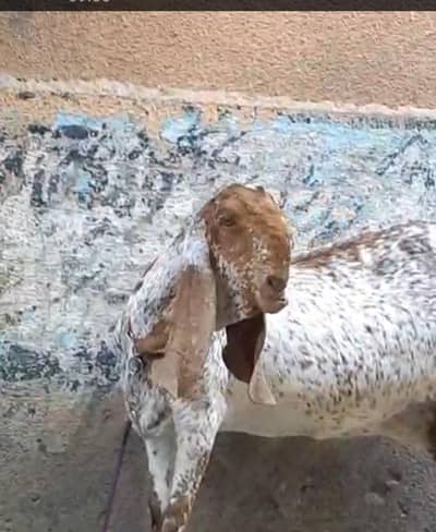 pure makhi chni bakre