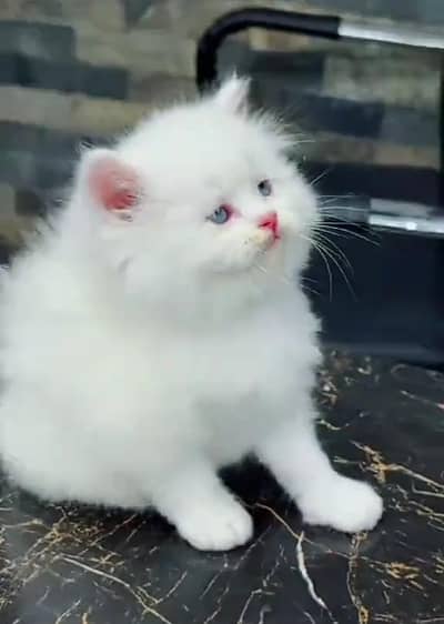 Persian cat kitten for sale my WhatsApp 03472175246