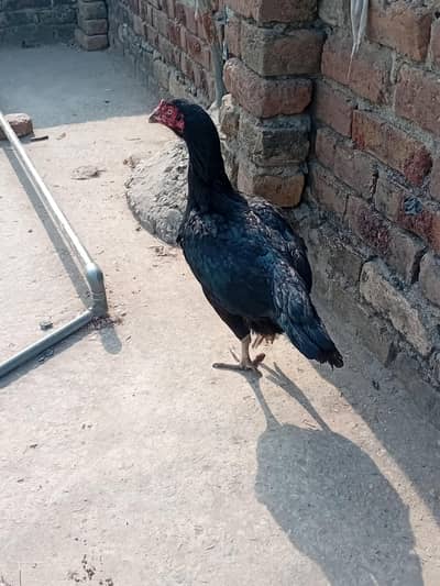 I want to sell my Hen My WhatsApp number 03315155676