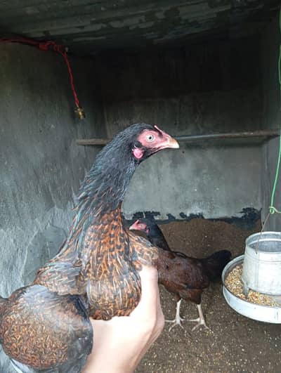 egg lying hens for sale pair available