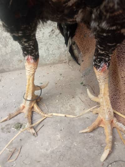 asil kandhar Murgha old bloodline king siz