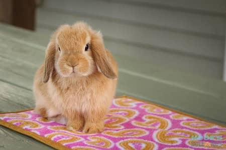 Holland Lop Bunnies