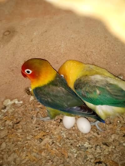 Pair of love birds blue opaline with eggs + Cage.