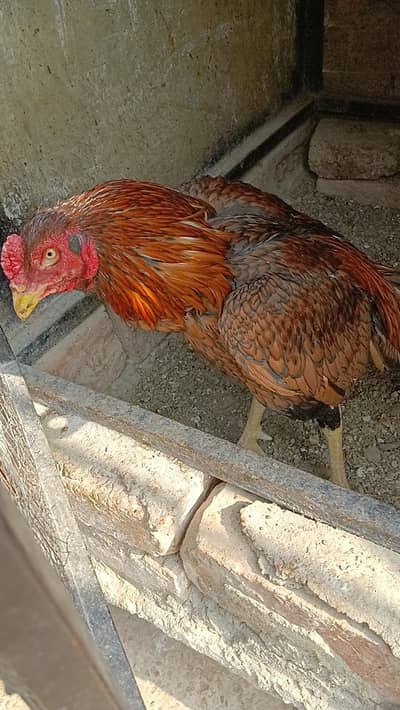 Aseel high quality patha