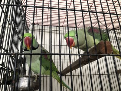 Raw parrot | Breeder parrot | pair | tota | Raw parrots For sale