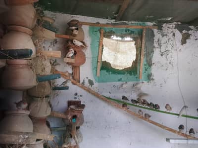 Finch and Silver java white java pair for sale