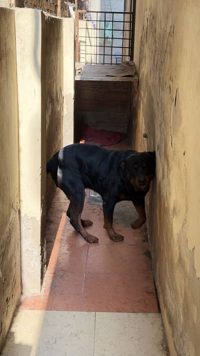 Import quality Rottweiler non pedigree