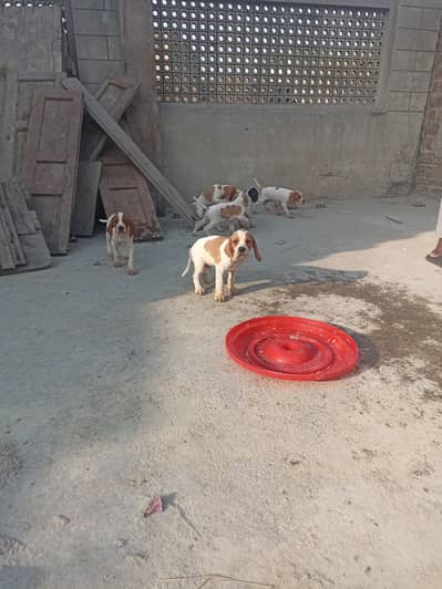 English pointer puppies for sale