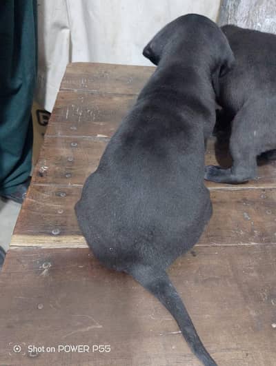 boht achi quality Kay American lebrador male or female