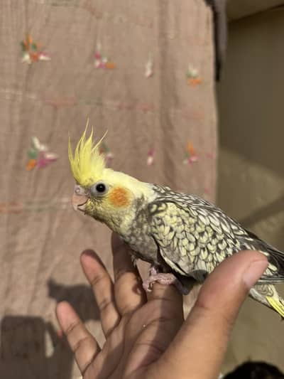 Handtamed Cockatiels - cocktail chicks