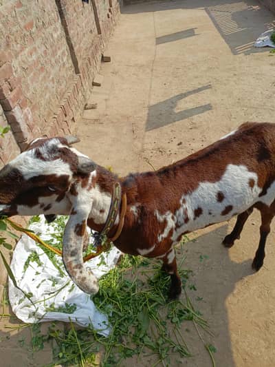 nagri goat