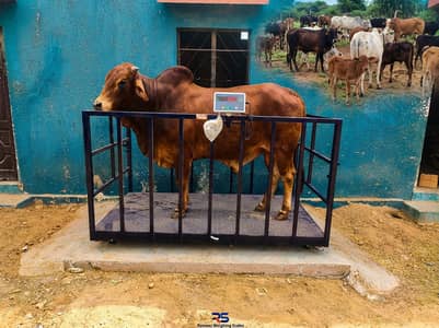 High Accuracy Digital Weighing Scale Heavy Duty Cattle Weighing Scale