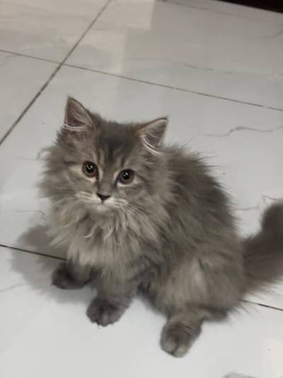 Persian cat
