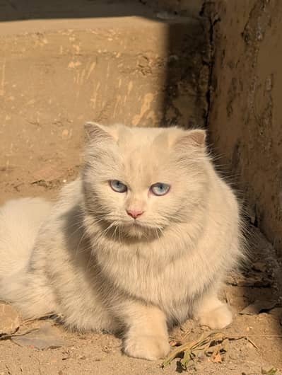 Persian cat for sale male female vaccine clear